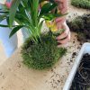 Taller de Kokedama