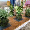 Taller de Kokedama