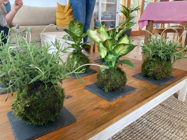 Taller de Kokedama